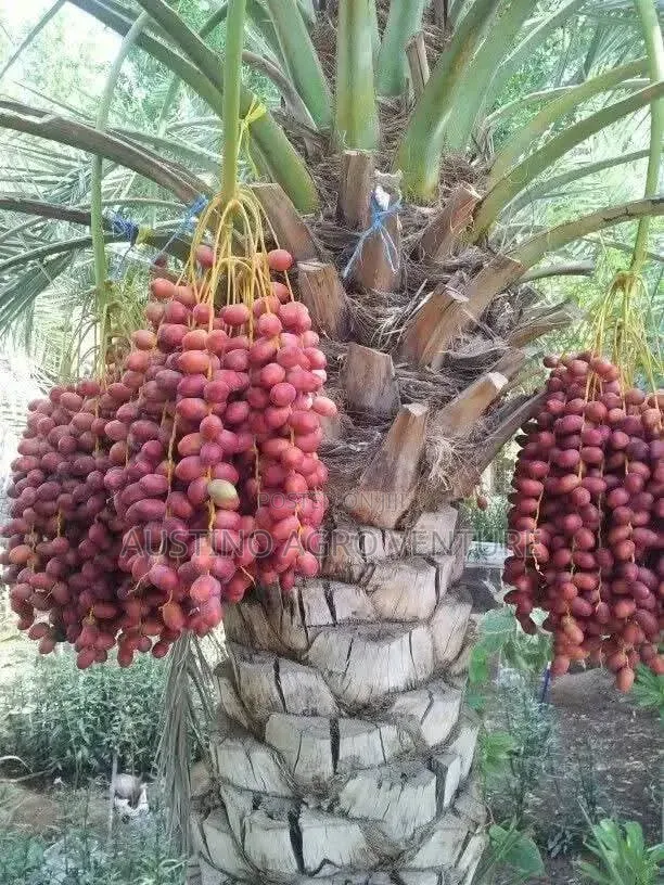 Date Palm Seedlings Available
