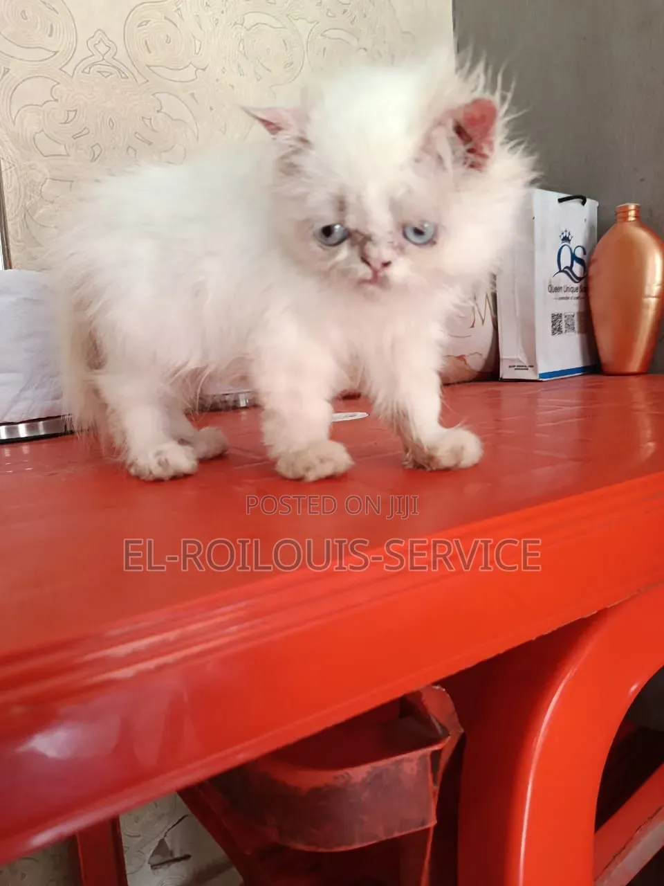 1-3 months Female Purebred Persian
