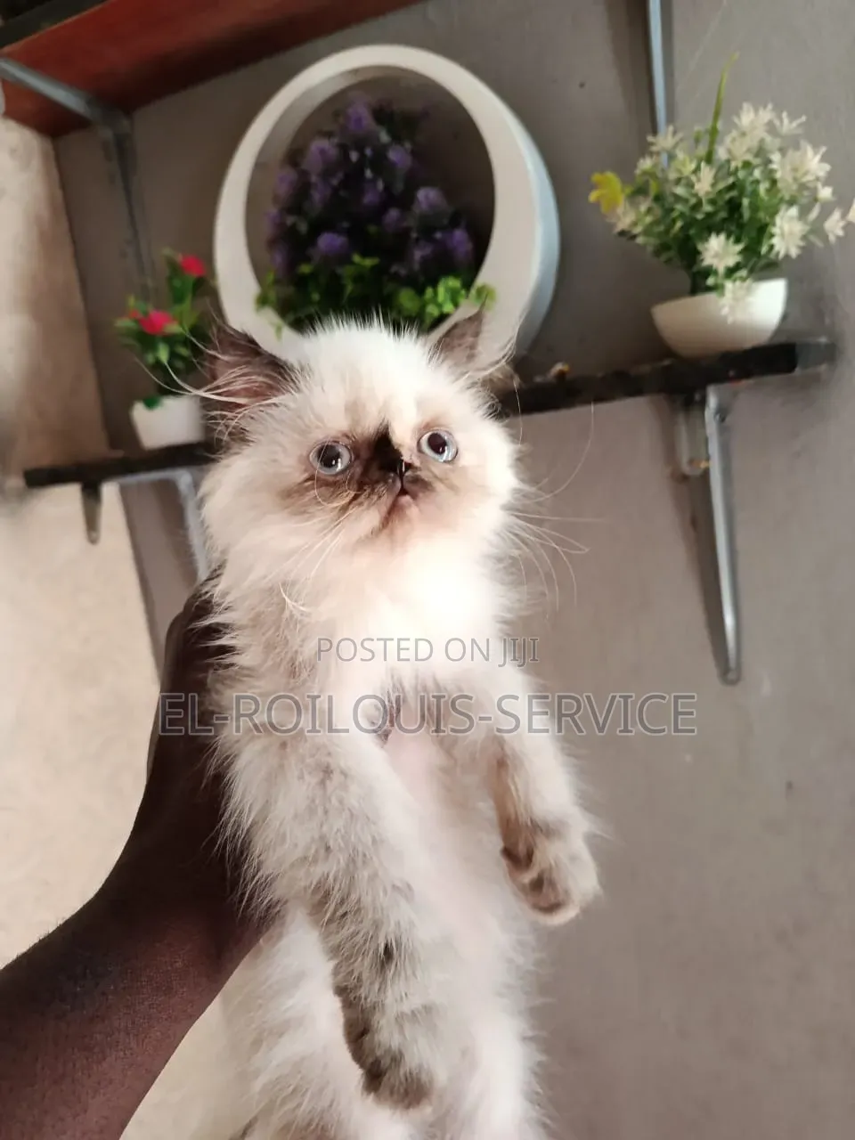 1-3 months Female Purebred Persian