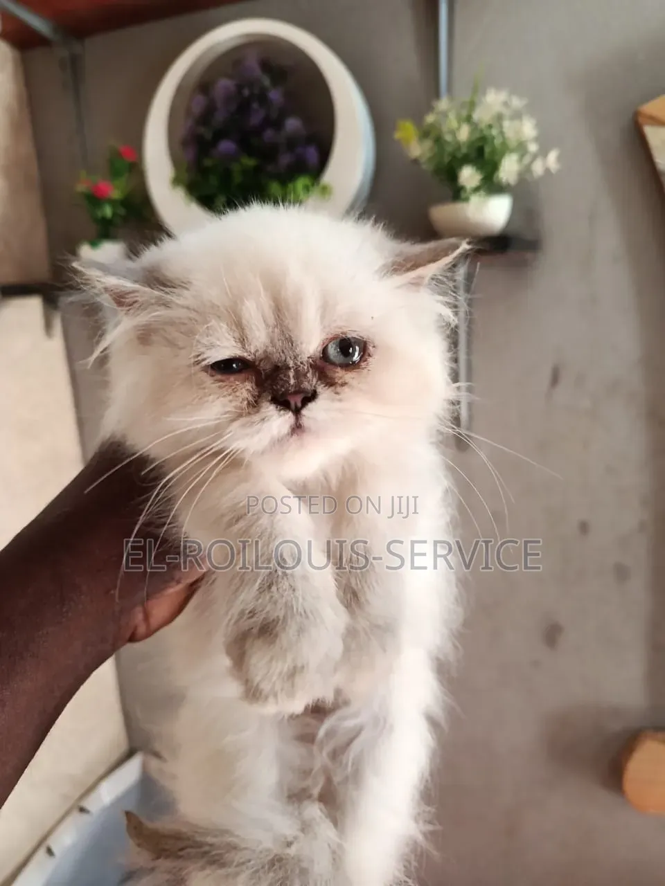 1-3 months Female Purebred Persian