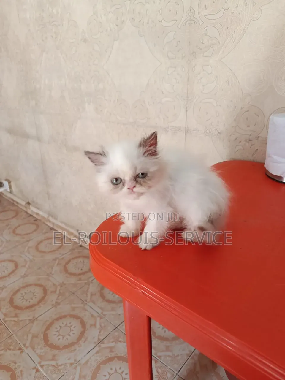 1-3 months Female Purebred Persian
