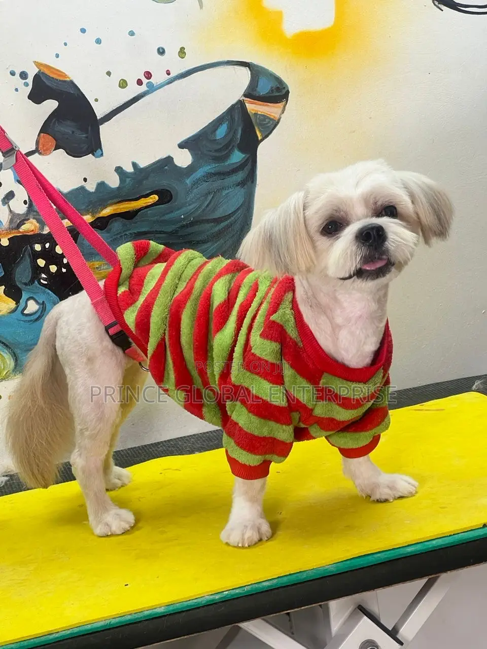 1+ year Male Purebred Lhasa Apso