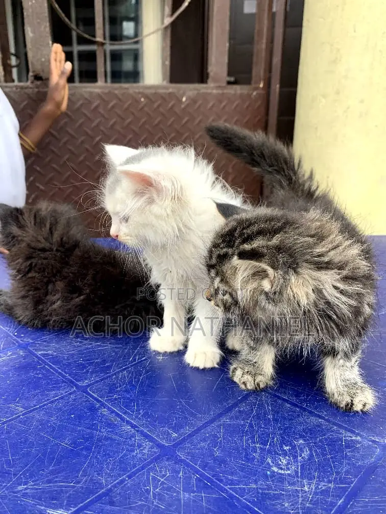 1-3 months Male Purebred Persian