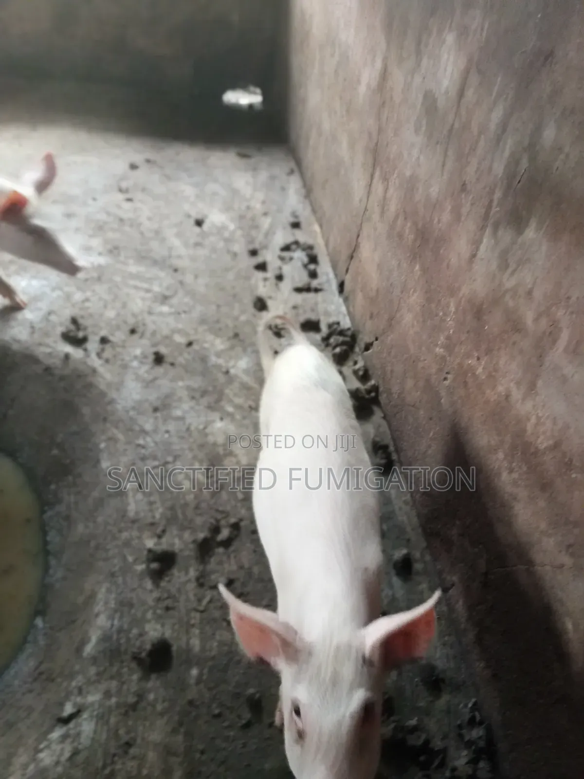 Pigs for Sale