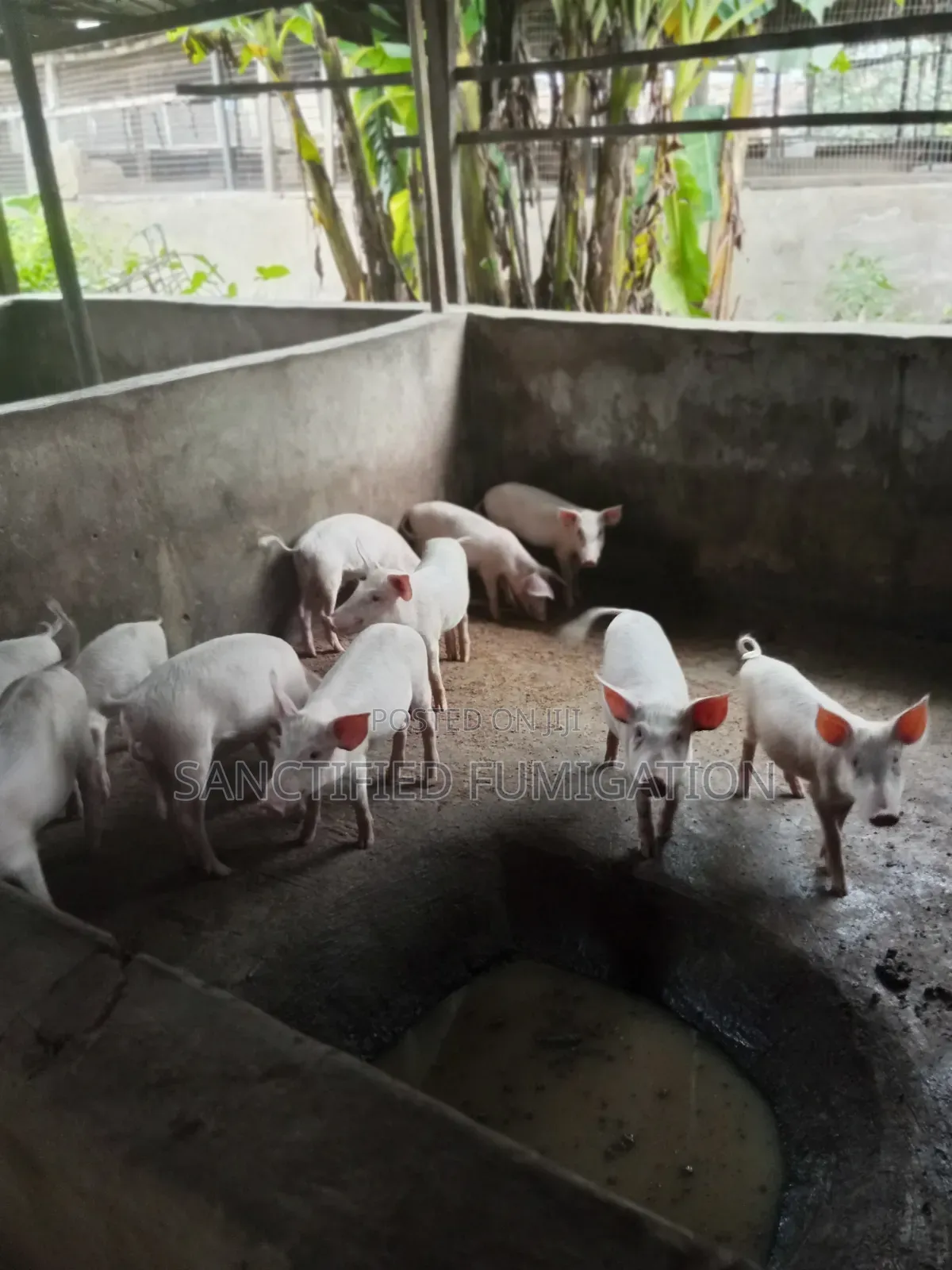 Pigs for Sale