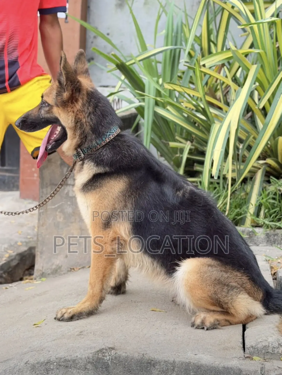 1+ year Female Purebred German Shepherd