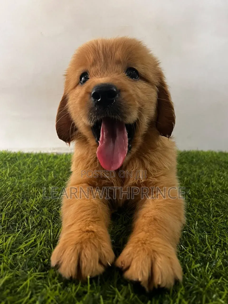 1-3 months Female Purebred Golden Retriever
