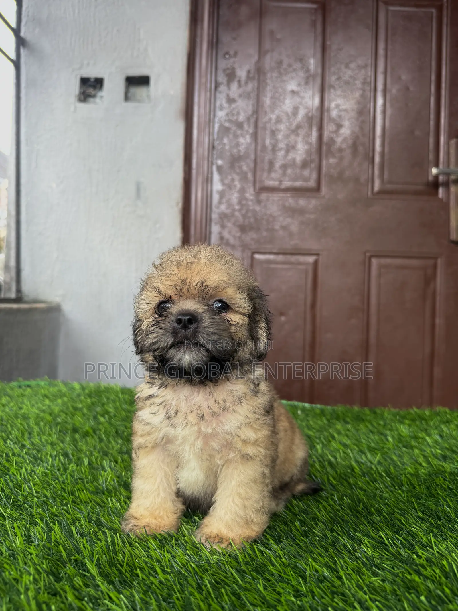 1-3 months Male Purebred Lhasa Apso