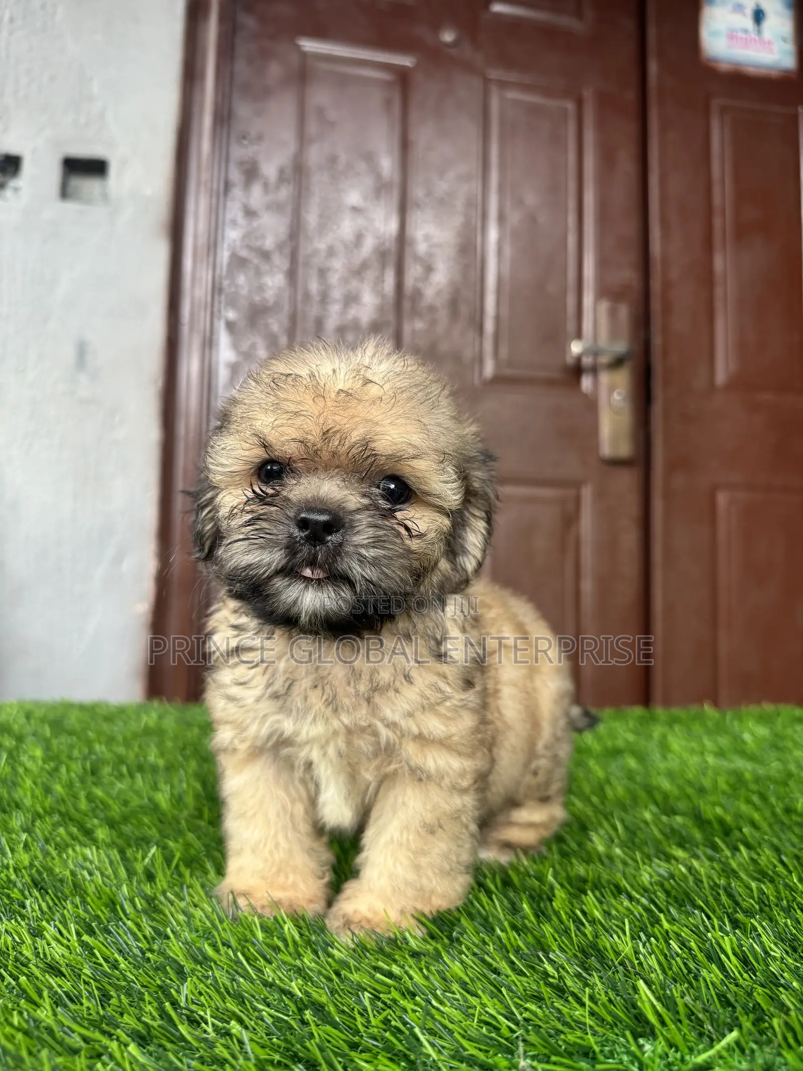 1-3 months Male Purebred Lhasa Apso