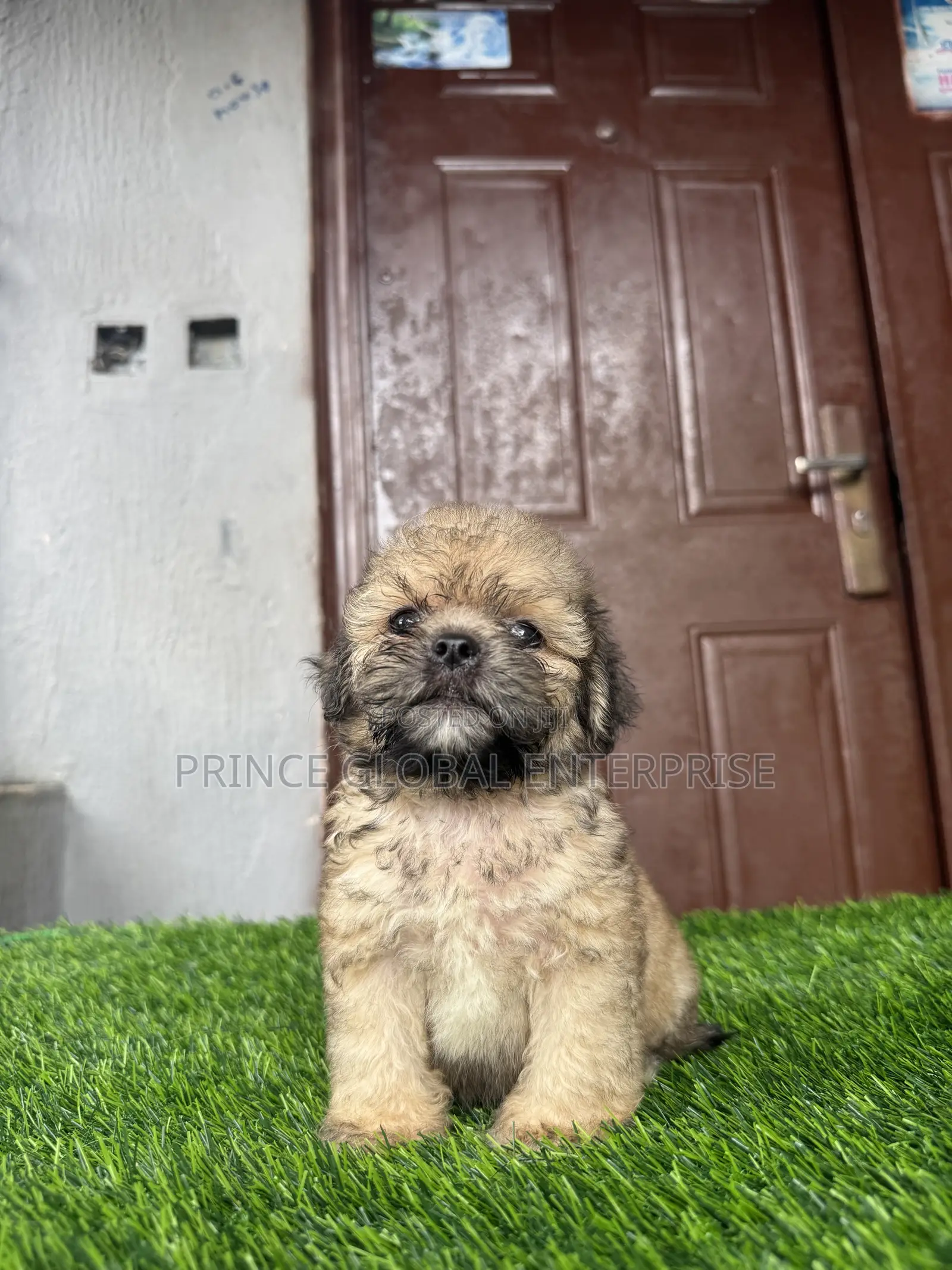 1-3 months Male Purebred Lhasa Apso