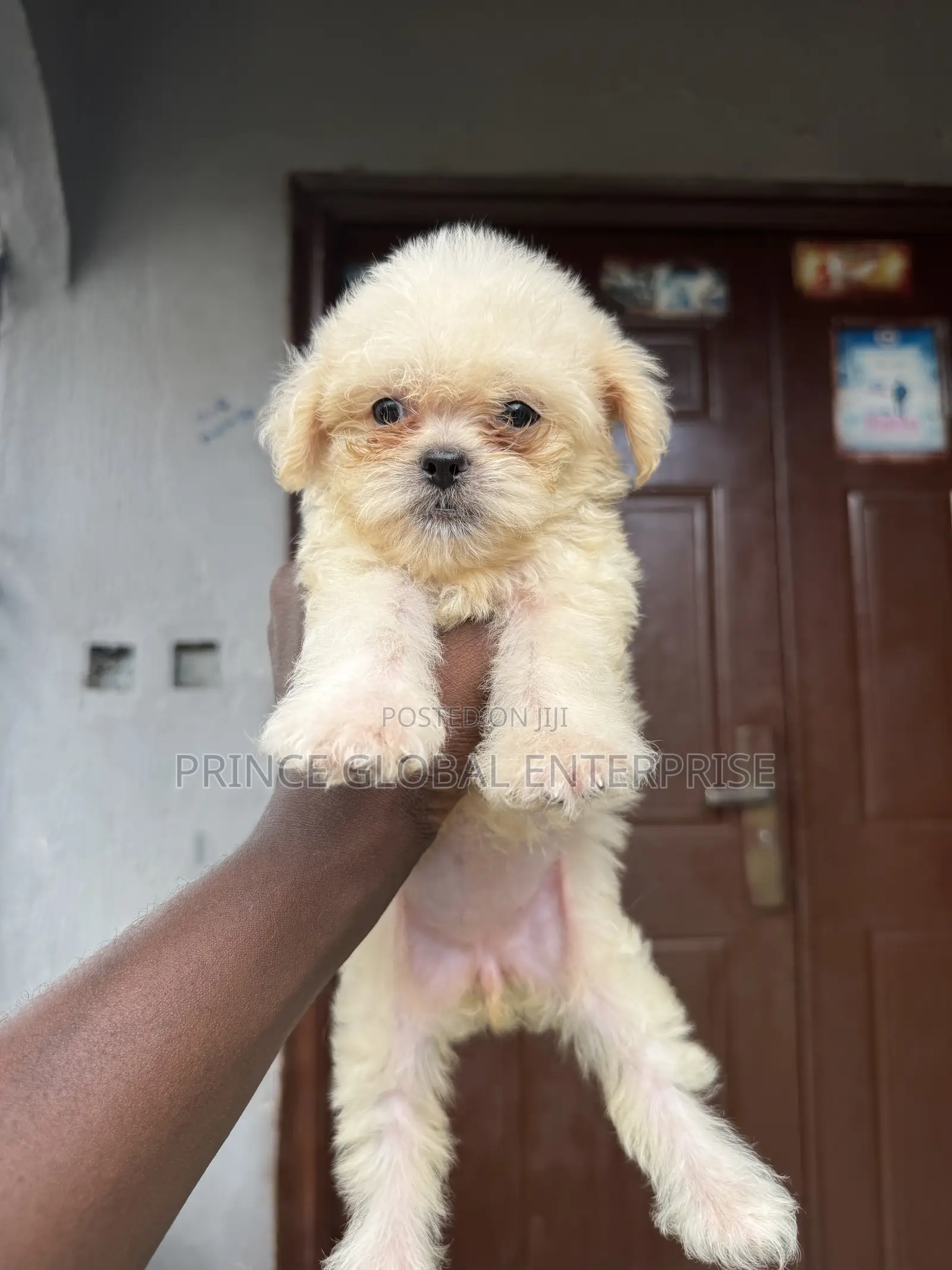 1-3 months Female Purebred Lhasa Apso