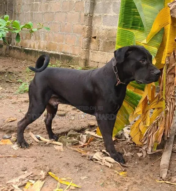1+ year Male Purebred Boerboel