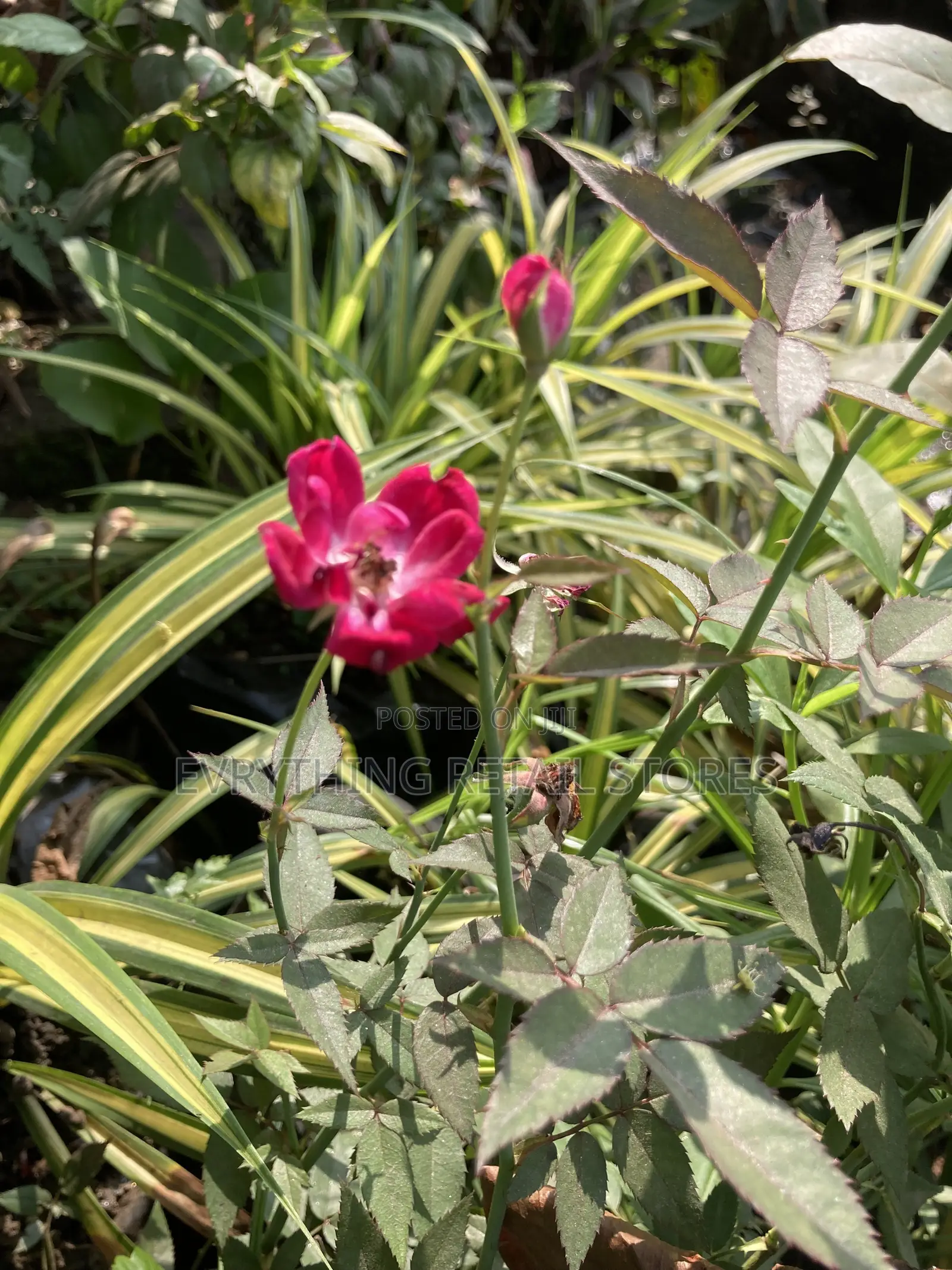 Miniature Red Rose Plant for Sale in Lagos | Healthy Garden Roses