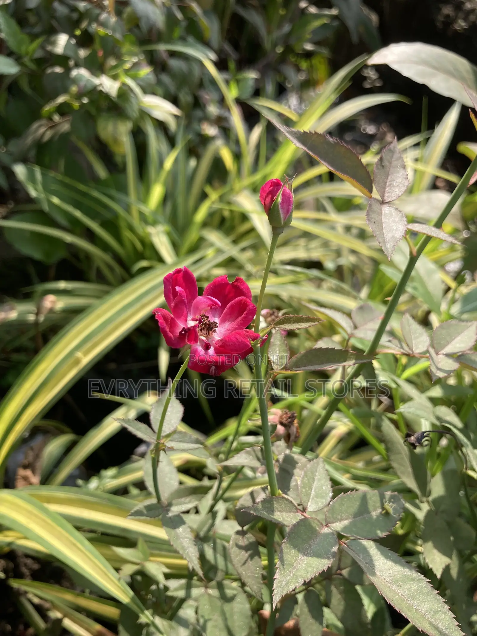 Miniature Red Rose Plant for Sale in Lagos | Healthy Garden Roses