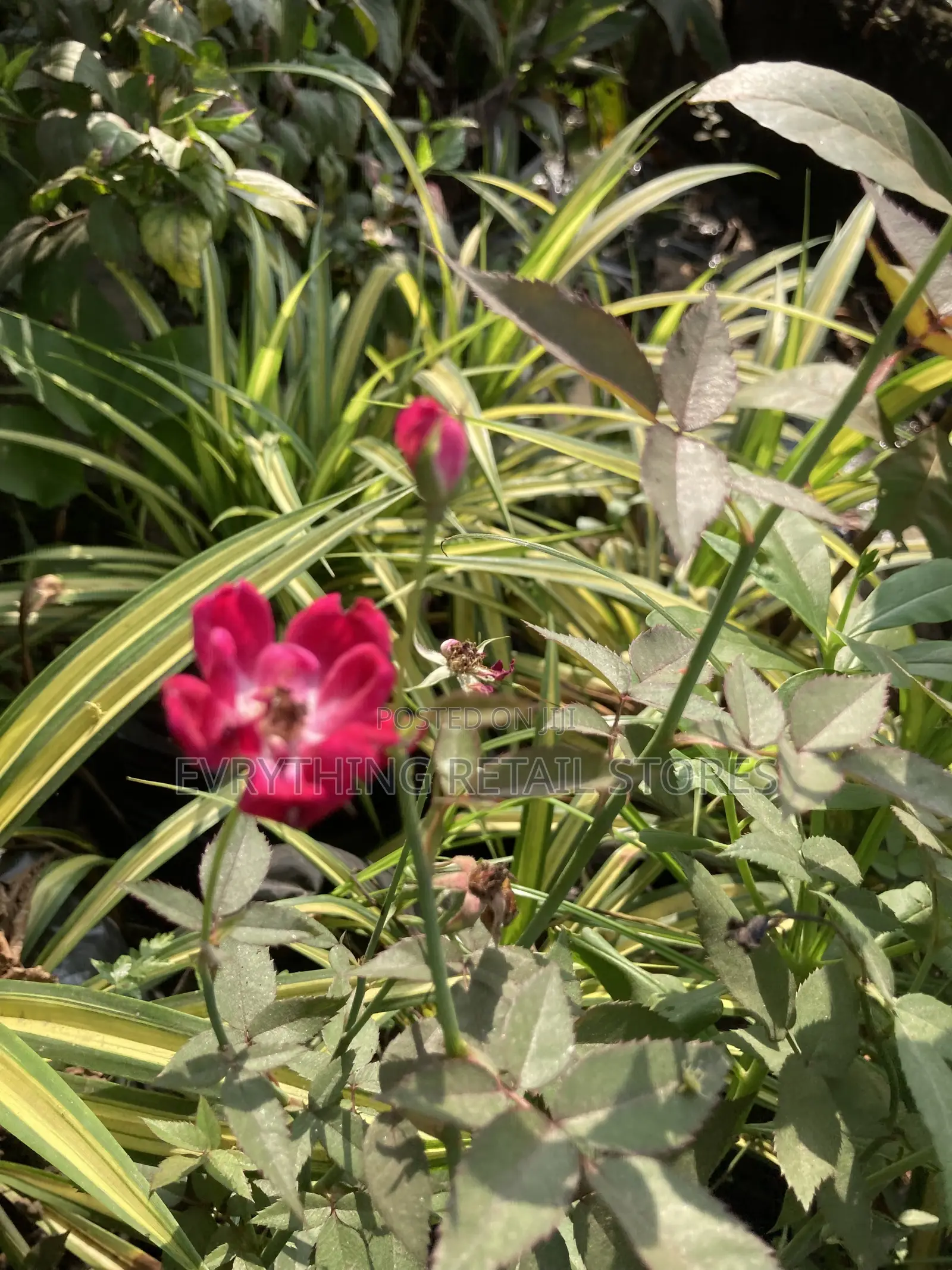 Miniature Red Rose Plant for Sale in Lagos | Healthy Garden Roses