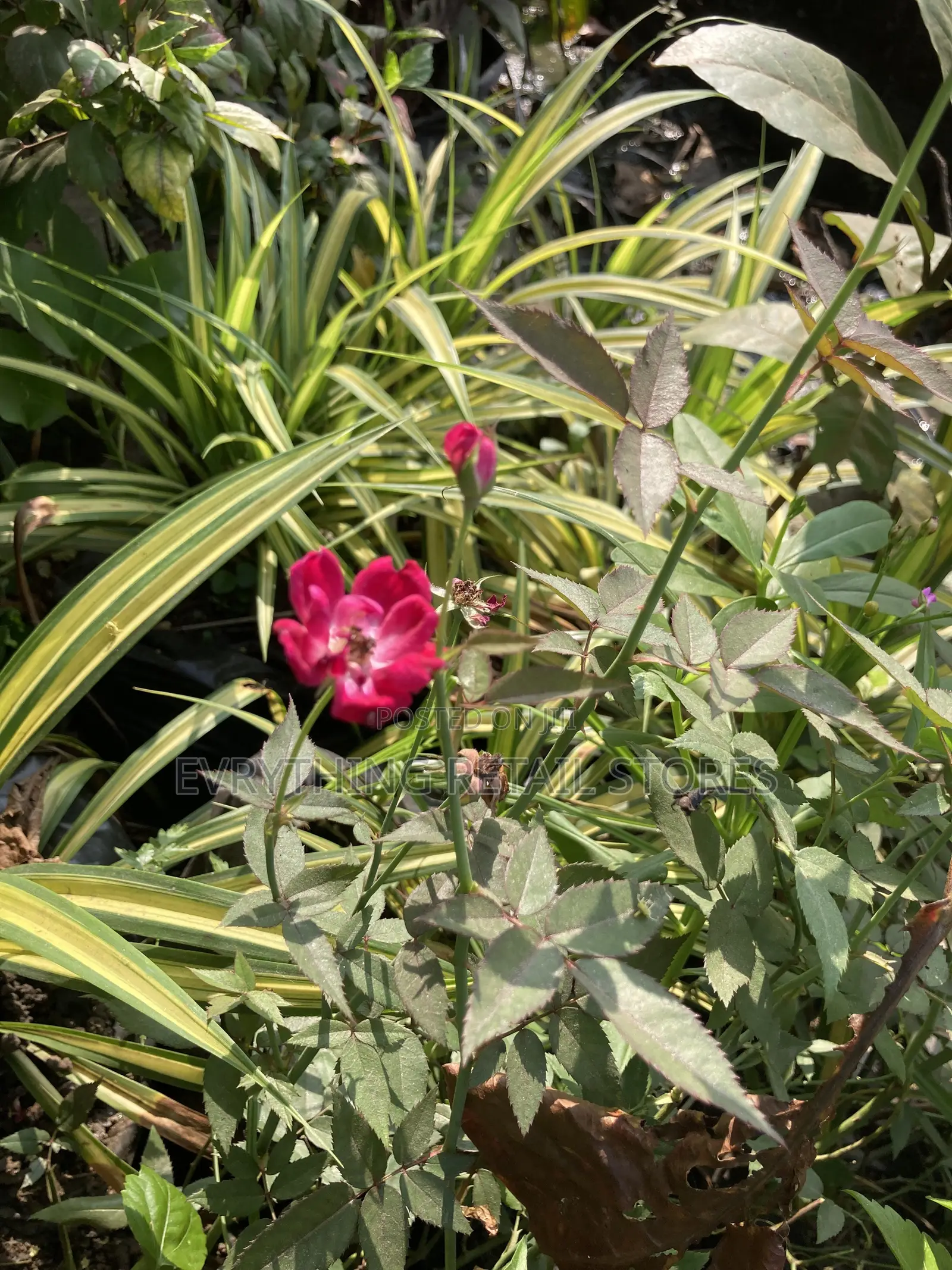 Miniature Red Rose Plant for Sale in Lagos | Healthy Garden Roses