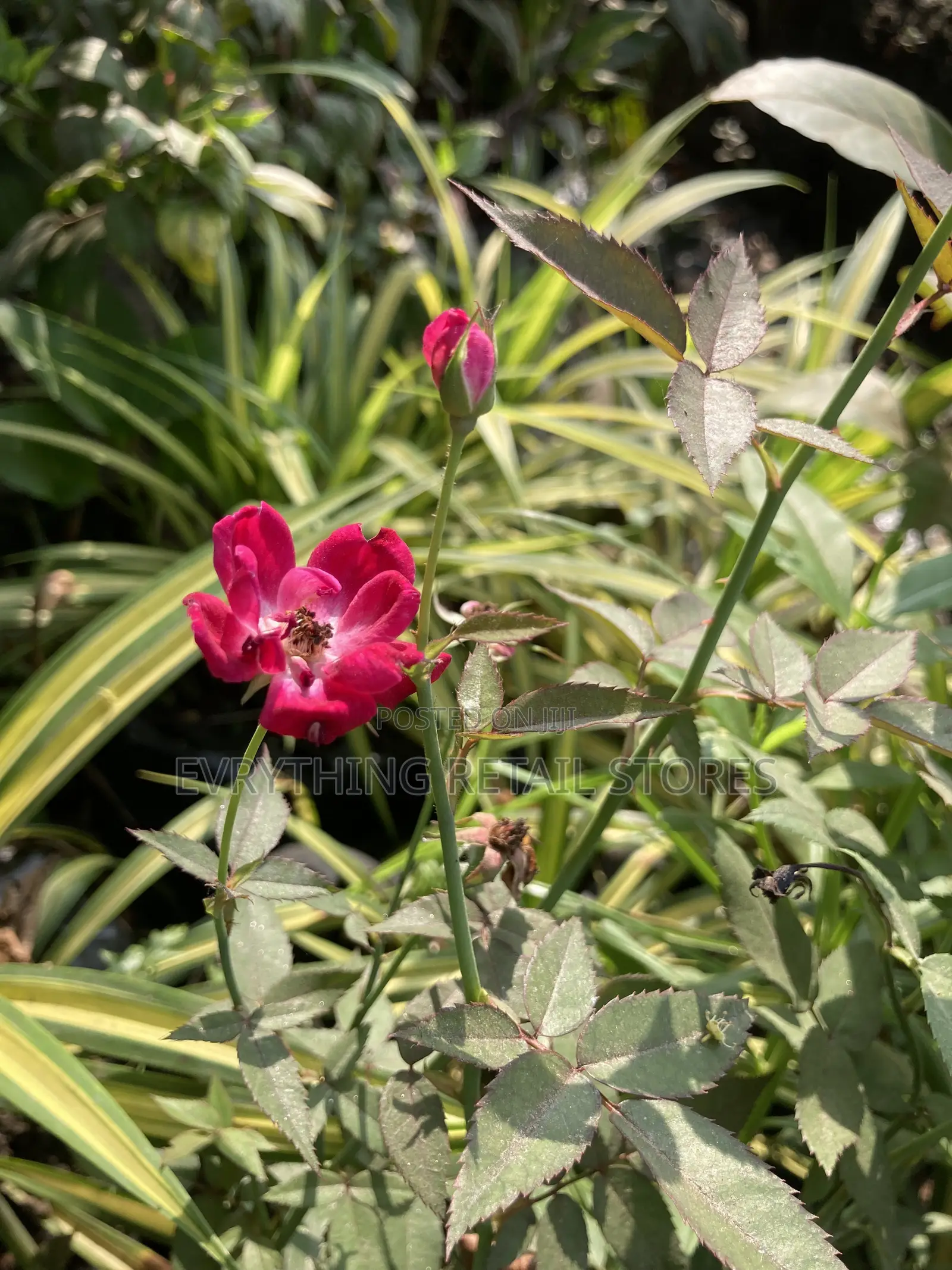 Miniature Red Rose Plant for Sale in Lagos | Healthy Garden Roses