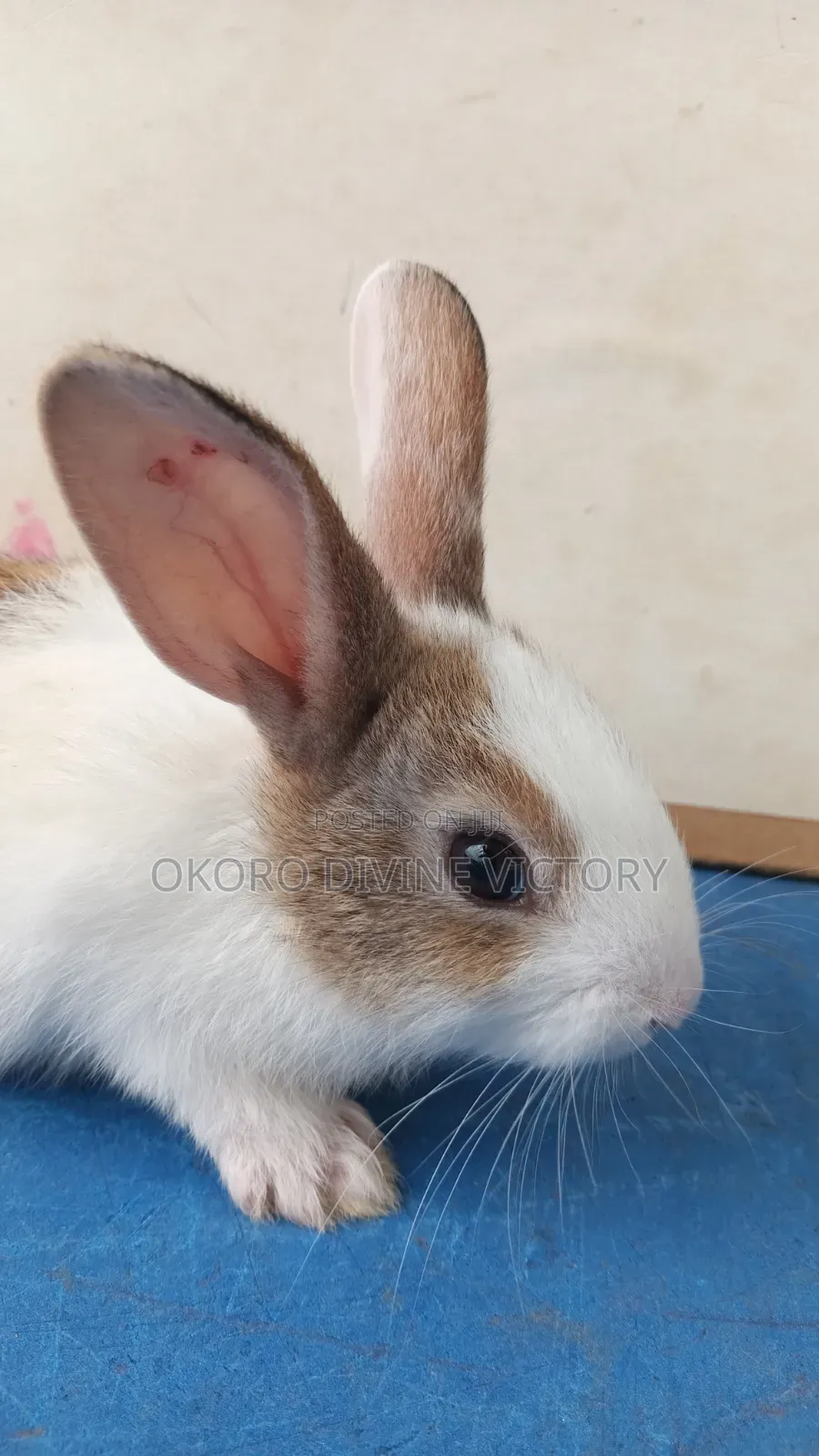 Quality Bunnies Stocks