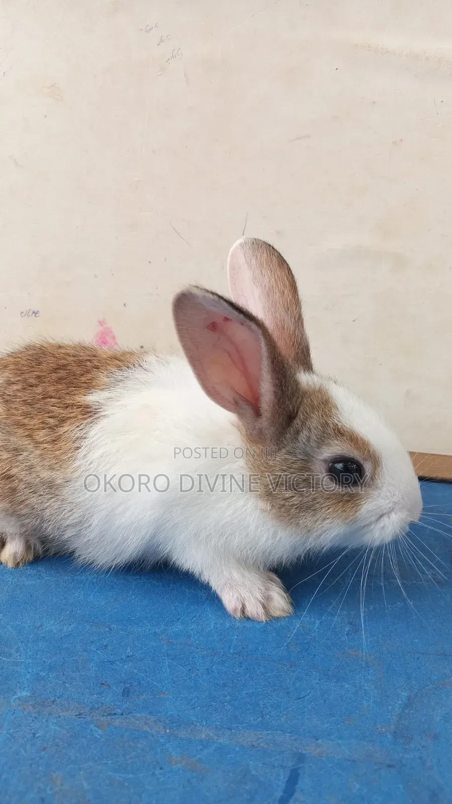 Quality Bunnies Stocks