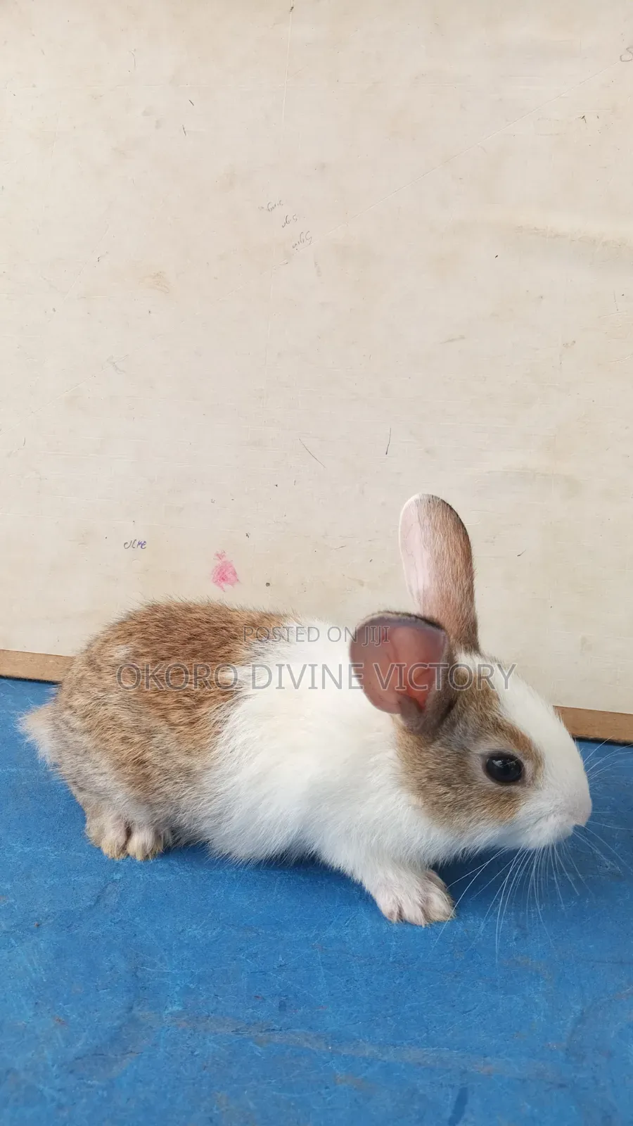 Quality Bunnies Stocks