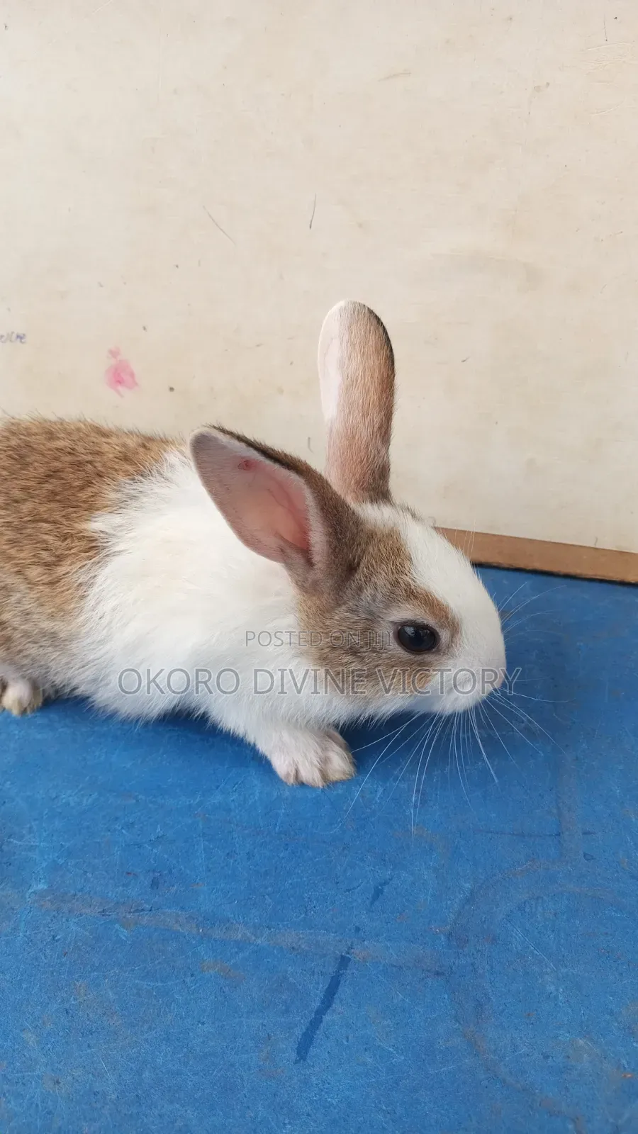 Quality Bunnies Stocks
