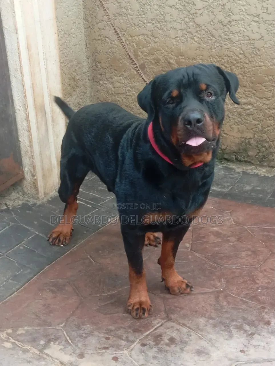 1+ year Male Purebred Rottweiler