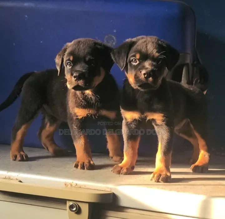 1-3 months Male Purebred Rottweiler