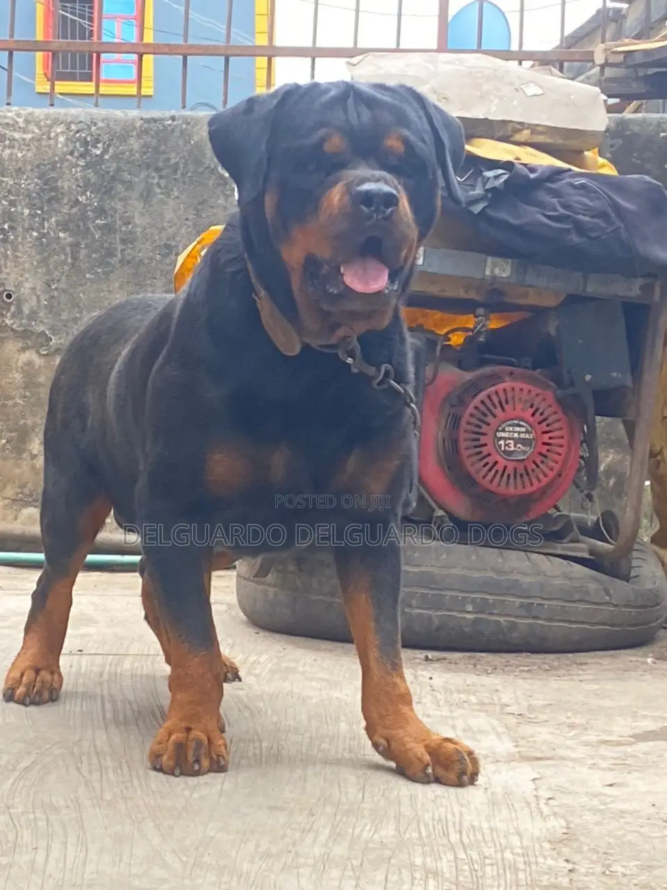 1+ year Male Purebred Rottweiler