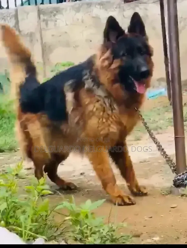 1-3 months Male Purebred German Shepherd