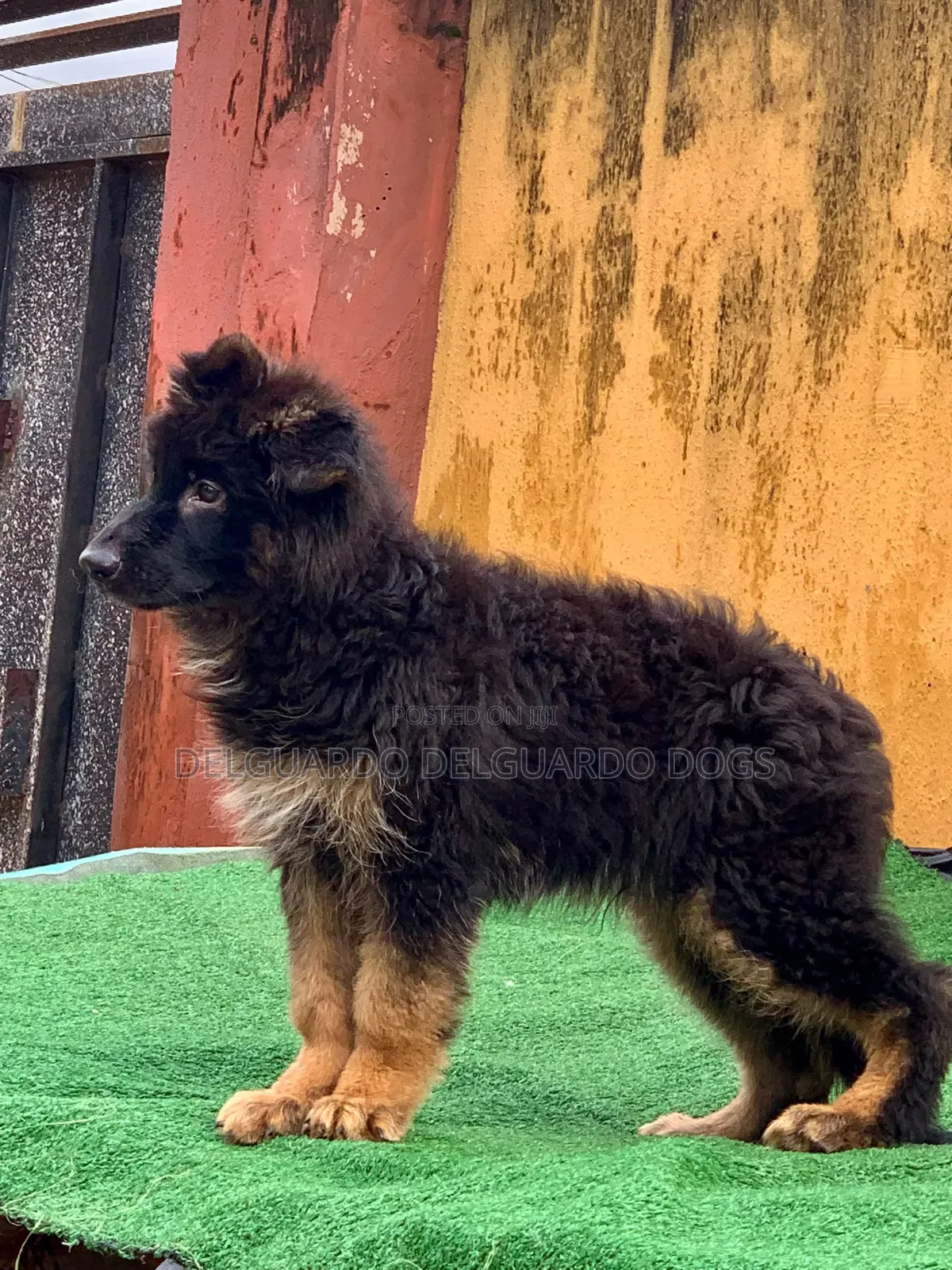 1-3 months Male Purebred German Shepherd