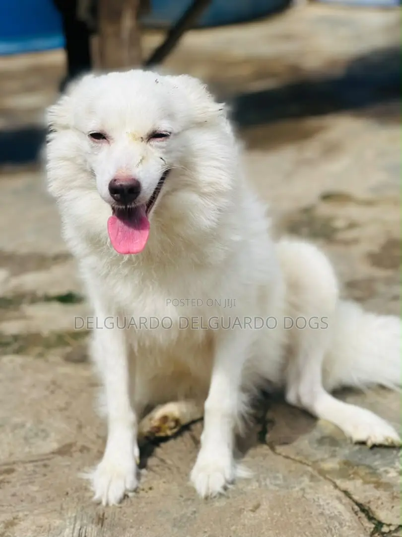 6-12 months Female Purebred American Eskimo