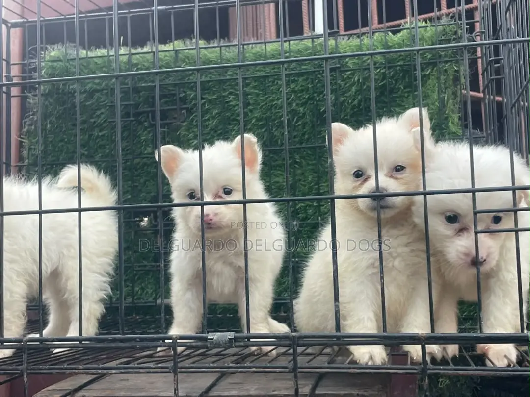 1-3 months Female Purebred American Eskimo