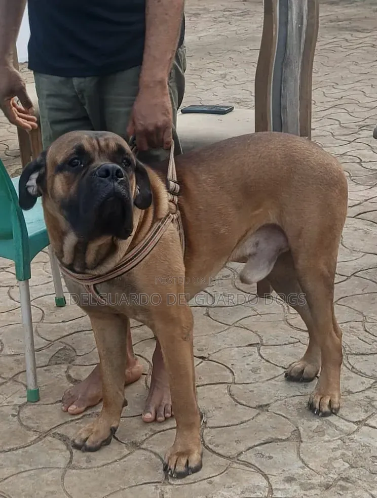 1+ year Male Purebred Bullmastiff