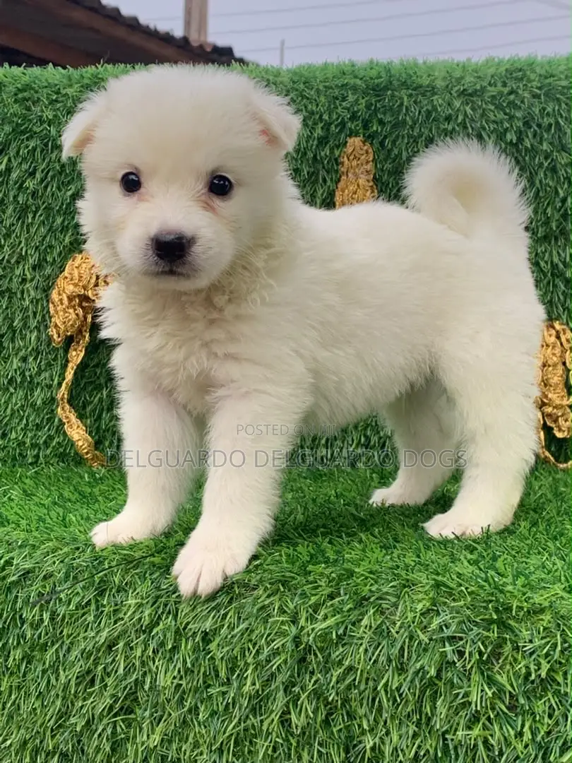 1-3 months Male Purebred American Eskimo