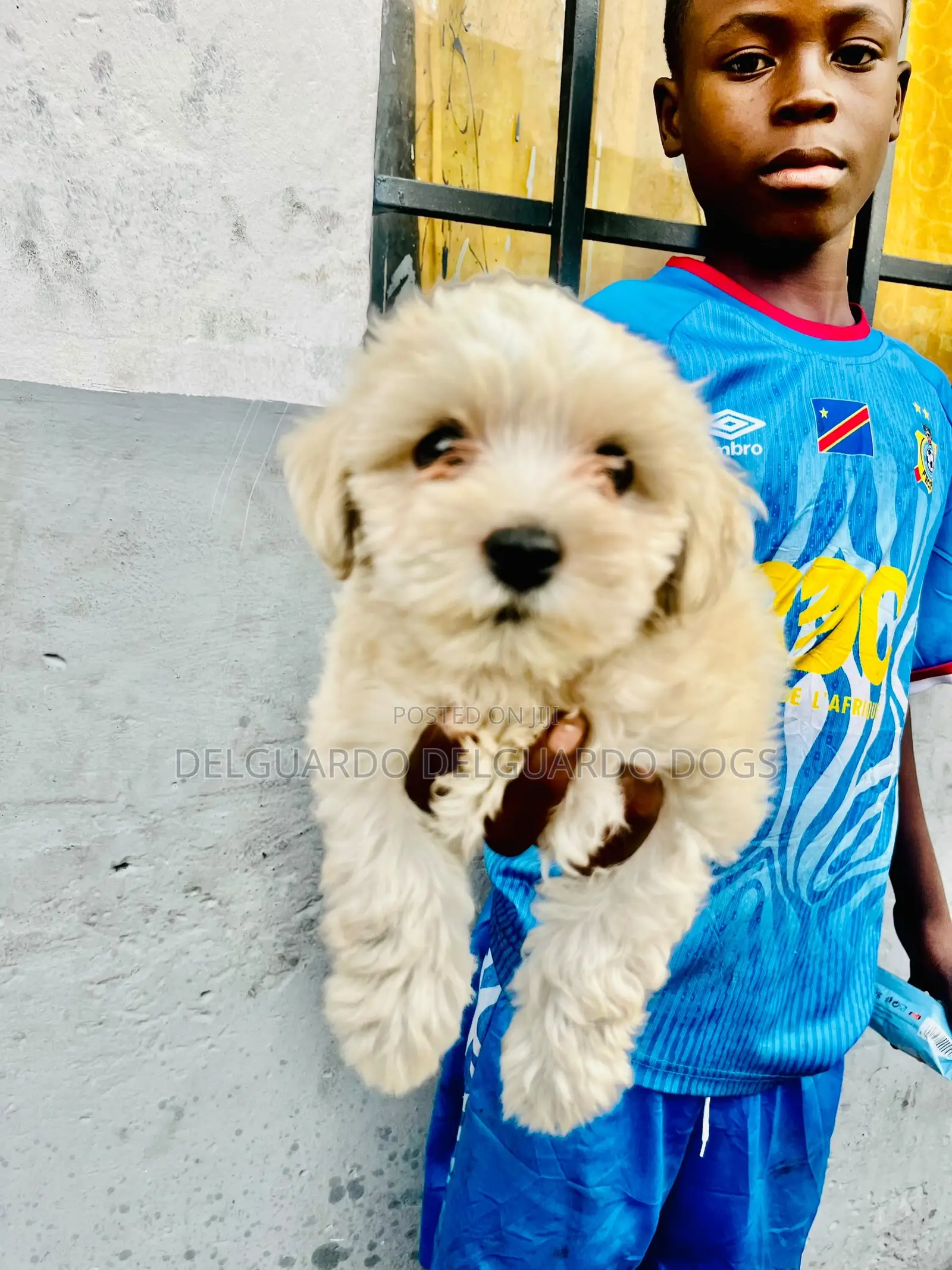 1-3 months Female Purebred Lhasa Apso