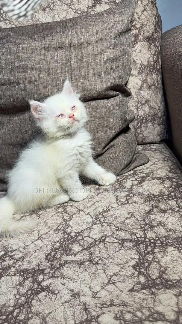 1-3 months Female Purebred Persian