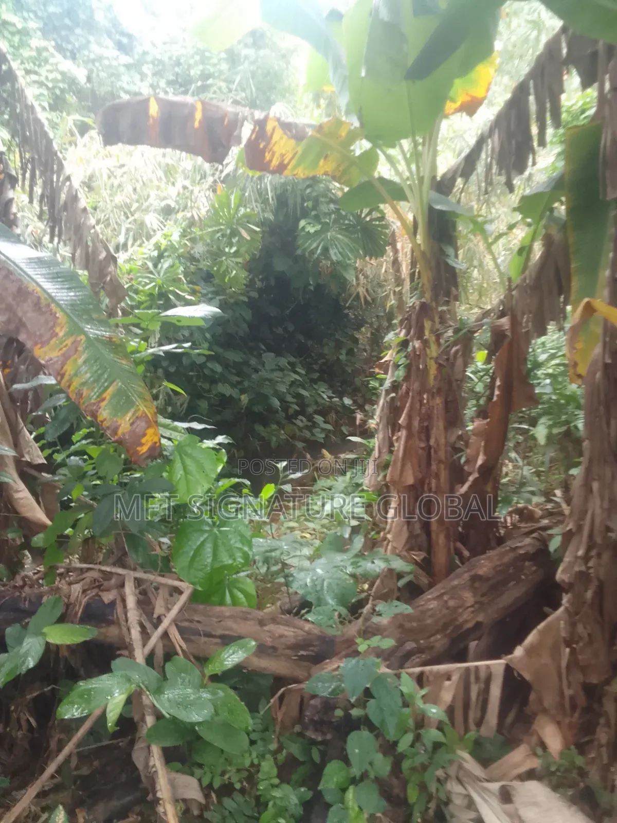 Very Suitable Land for Farming or Students Hostel. 2plots