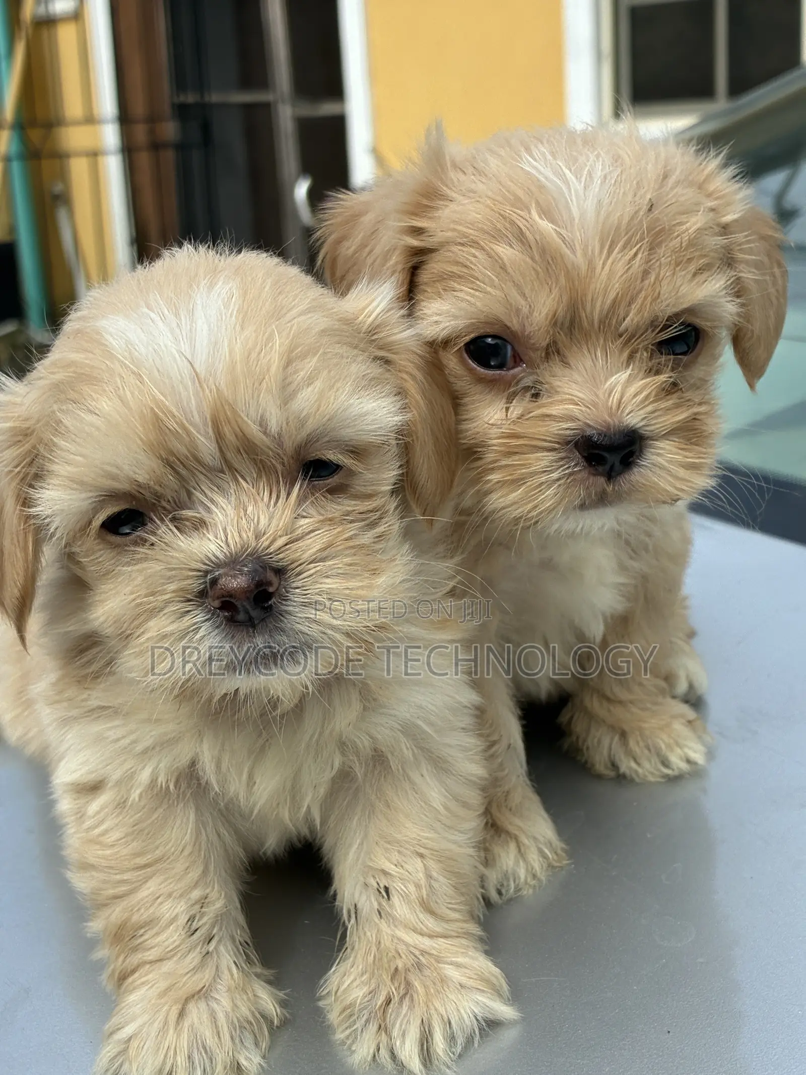 1-3 months Female Purebred Lhasa Apso