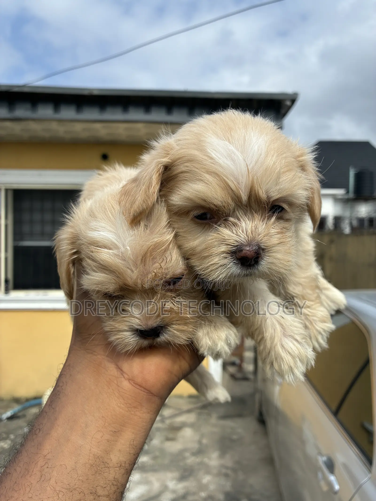 1-3 months Female Purebred Lhasa Apso