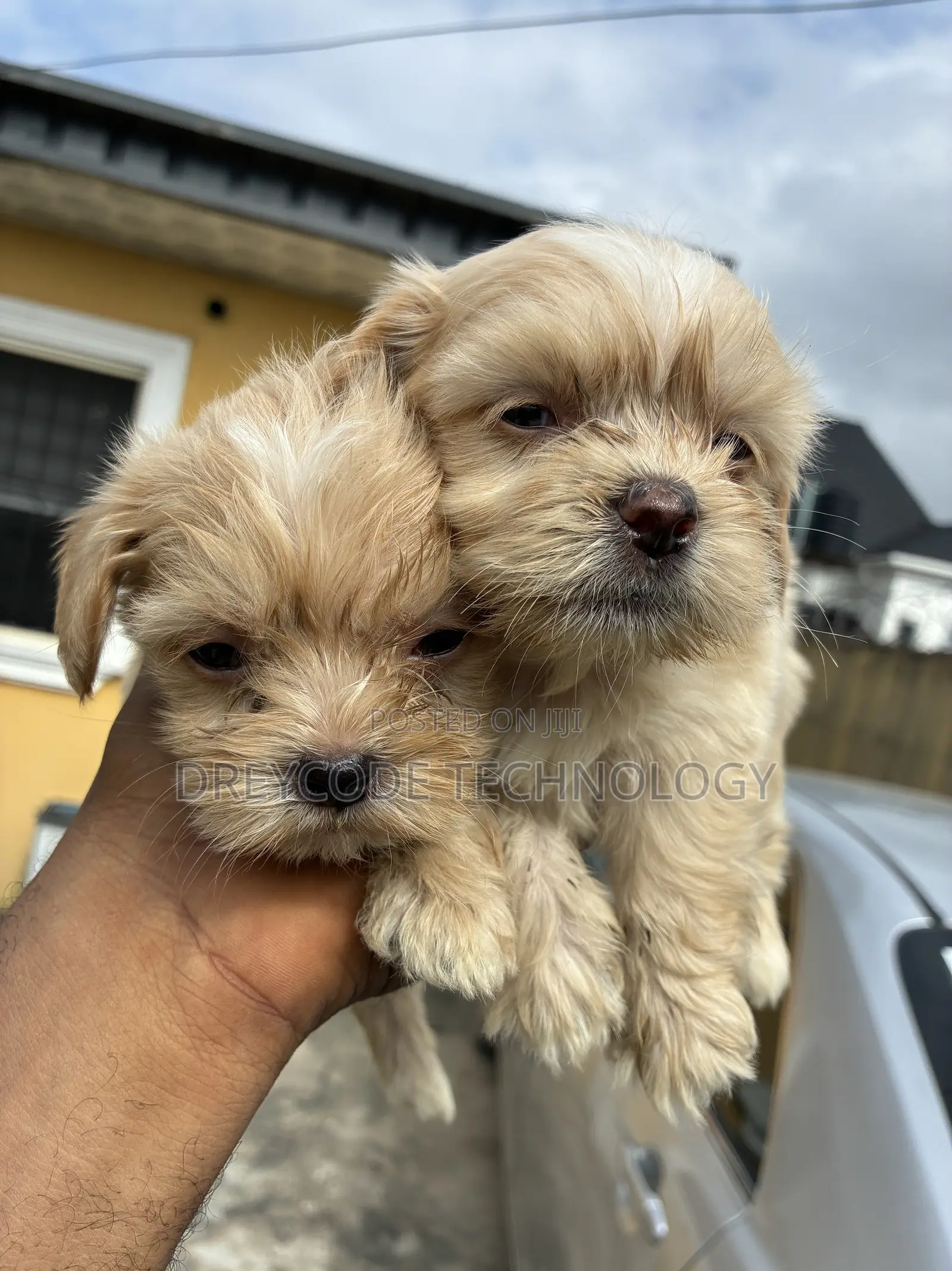 1-3 months Female Purebred Lhasa Apso
