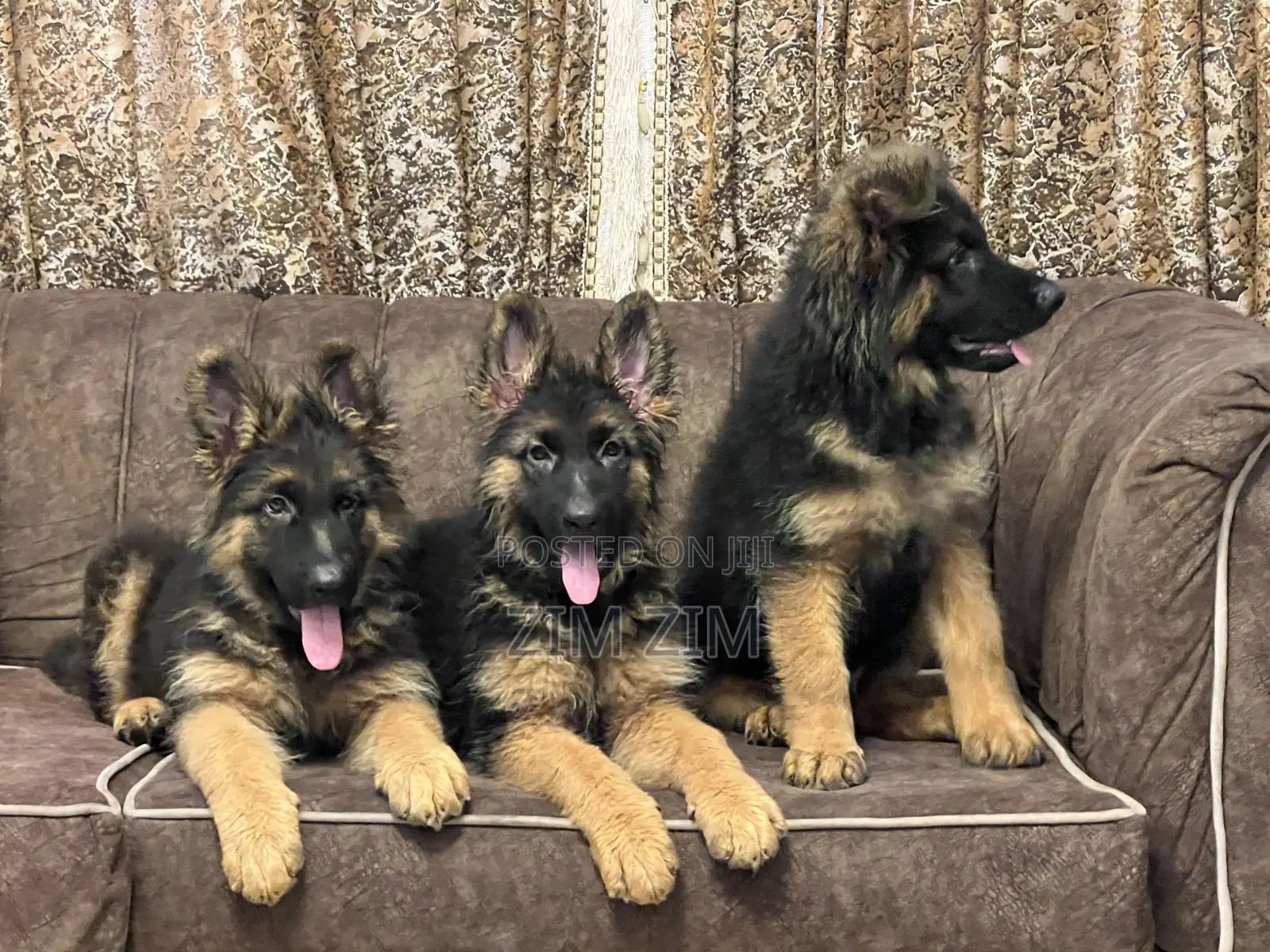 1+ year Male Purebred German Shepherd