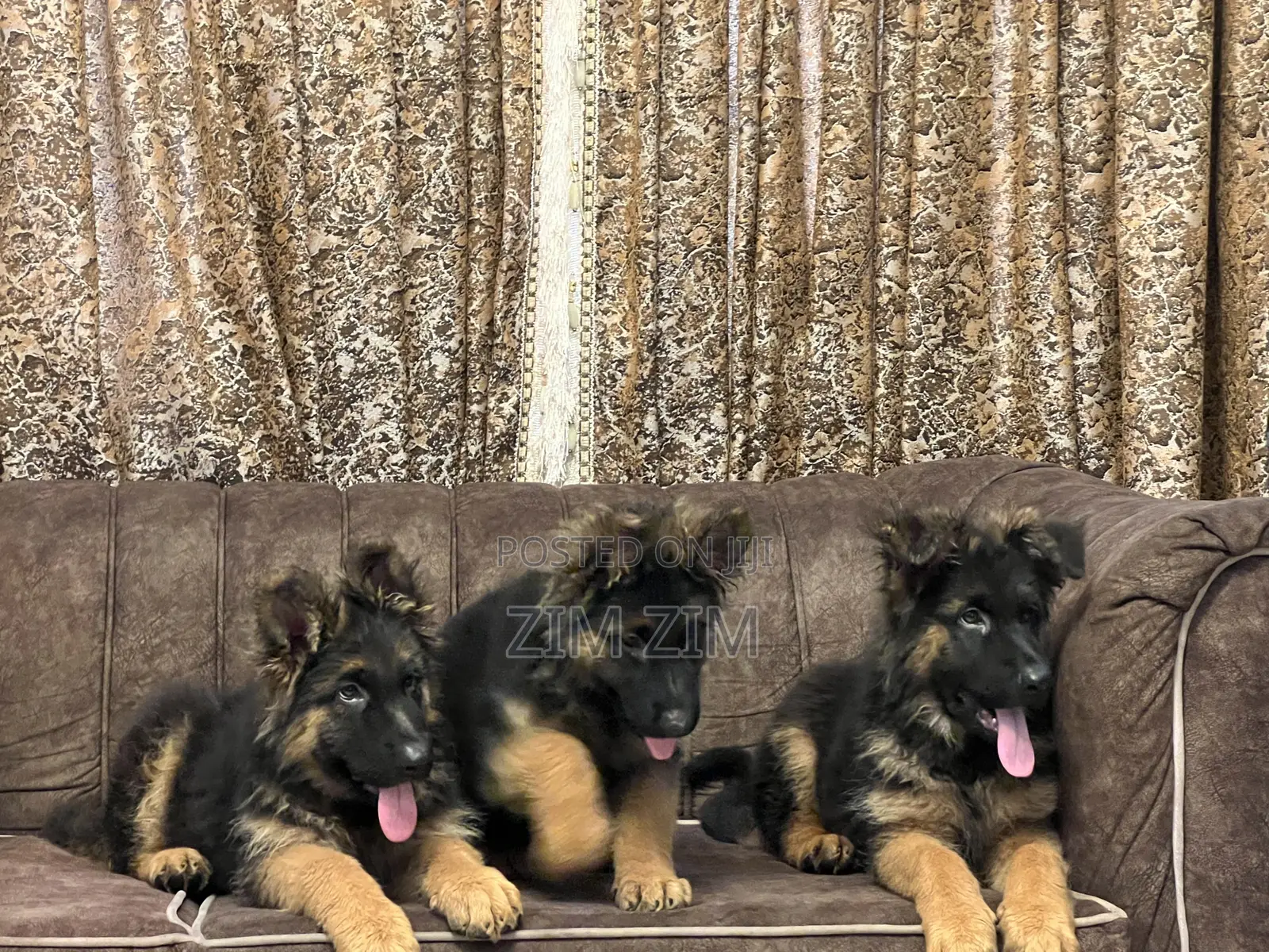 1+ year Male Purebred German Shepherd
