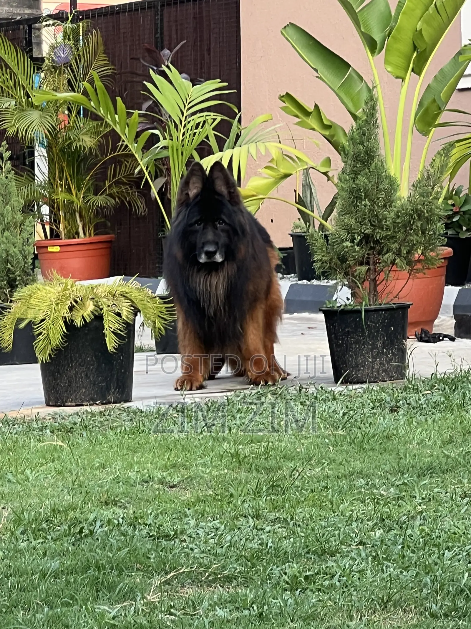 1+ year Male Purebred German Shepherd