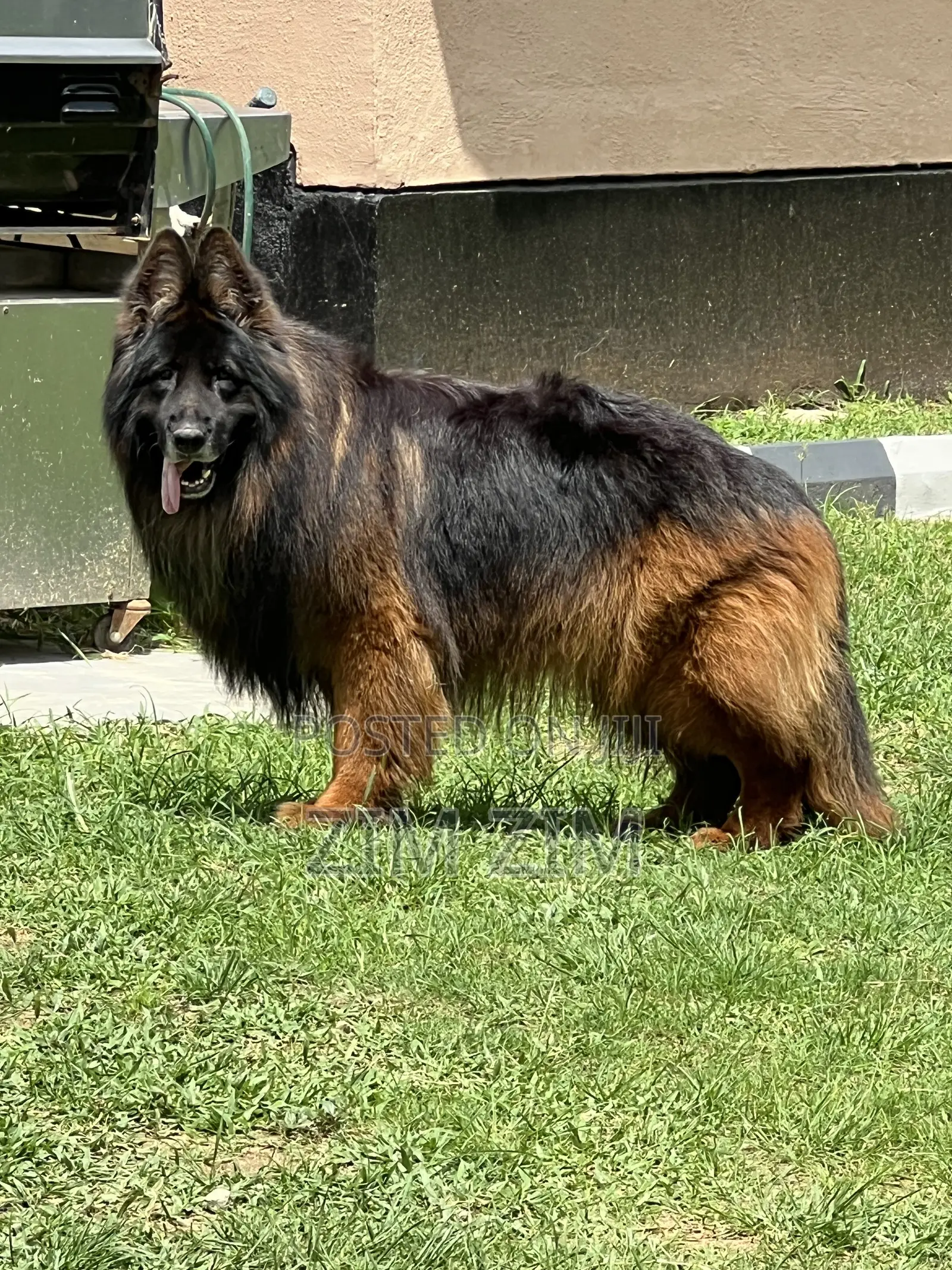 1+ year Male Purebred German Shepherd