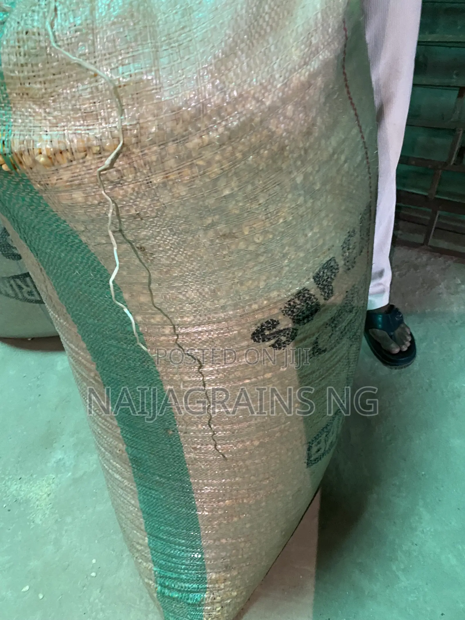 Premium Yellow Maize for Sale | Wholesale Retail Supplier