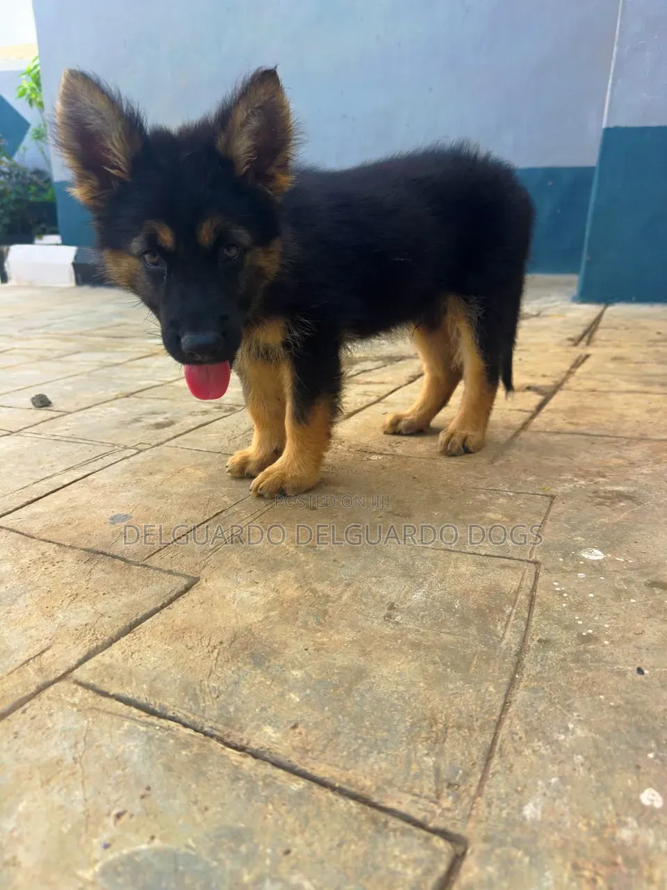1-3 months Female Purebred German Shepherd