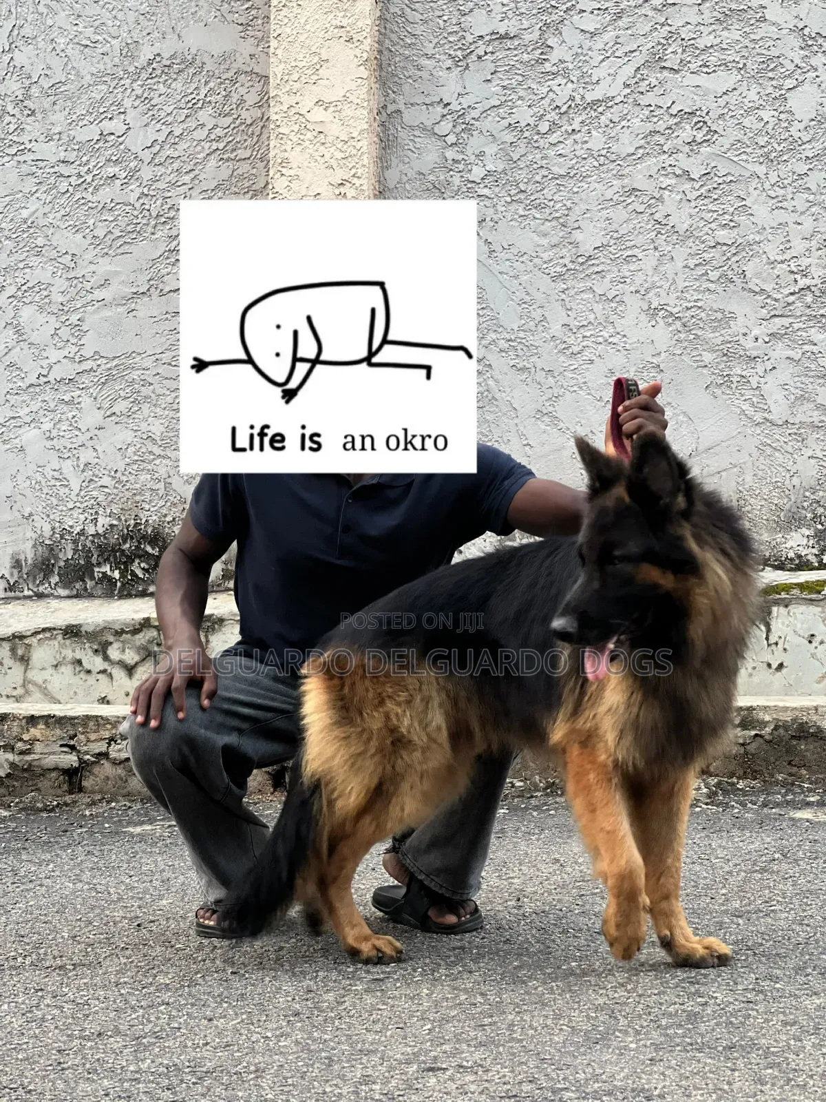 1+ year Male Purebred German Shepherd