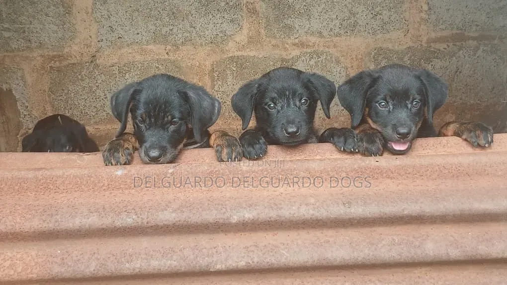 1-3 months Female Purebred Rottweiler