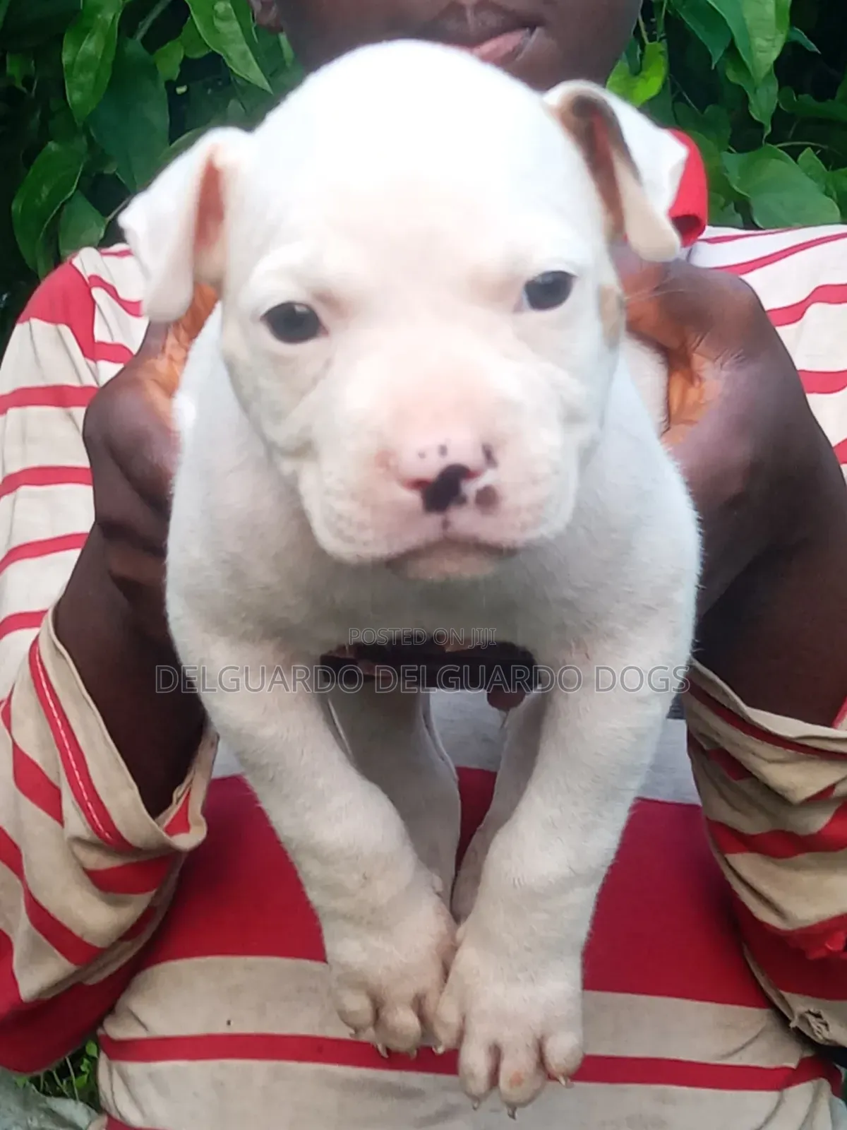 1-3 months Female Purebred American Pit Bull Terrier