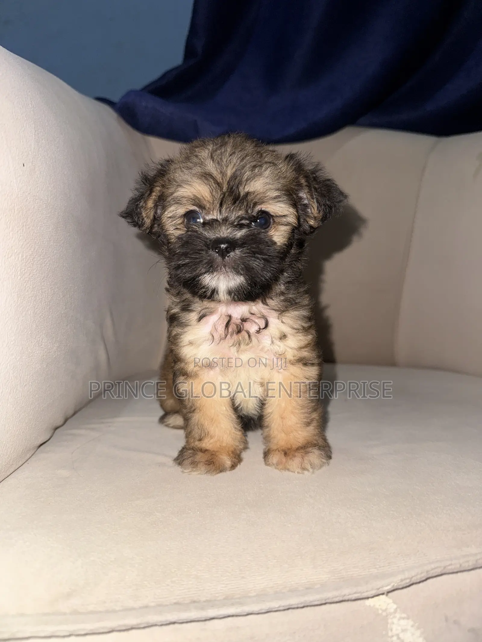 1+ year Female Purebred Lhasa Apso